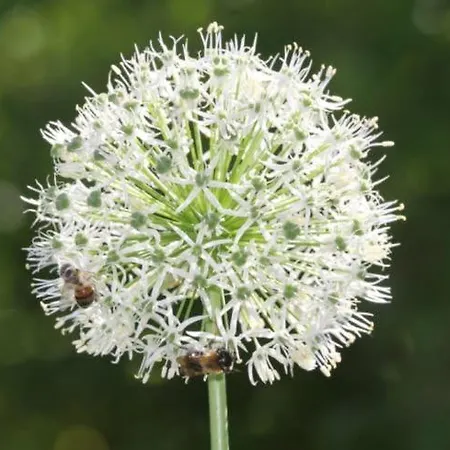 Direkt Am * Schmalensee