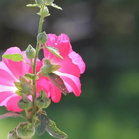 Direkt Am Ferienhaus Schmalensee